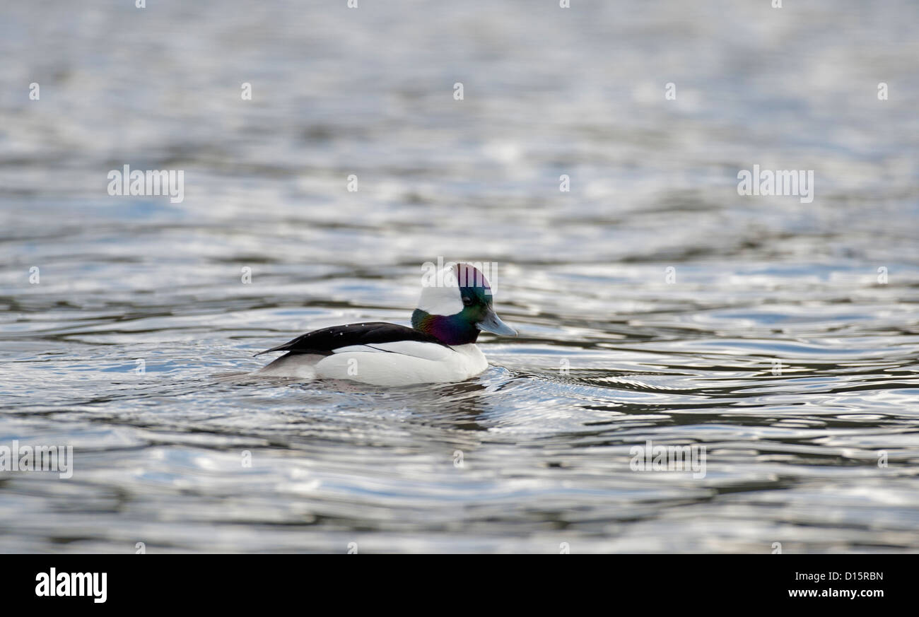 Eine Erwachsene männliche Bufflehead amerikanische Meer Ente.  SCO 8872 Stockfoto