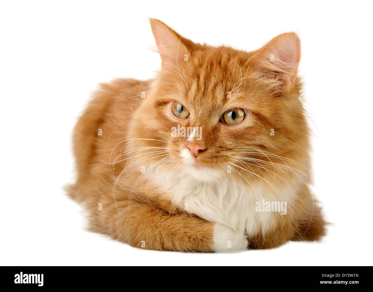 Junge Ingwer Katze, isoliert auf weißem Hintergrund Stockfoto