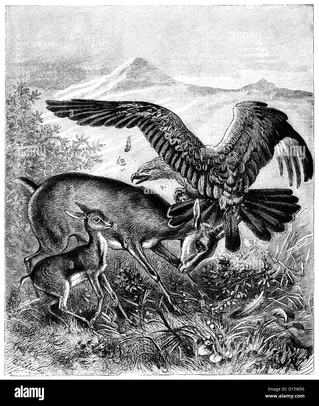 Viktorianische Gravur eines Adlers Angriff auf eine Gazelle und seine Rehkitz, 1897 Stockfoto