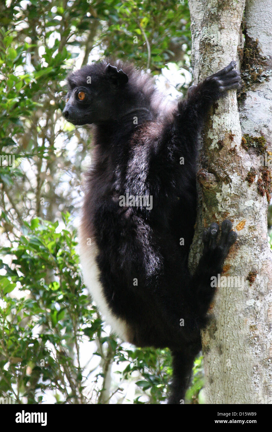 Milne-Edwards' Sifaka, Propithecus Edwardsi, Indriidae, Primaten. Ranomafana Nationalpark, Madagaskar. Gefährdet. Stockfoto