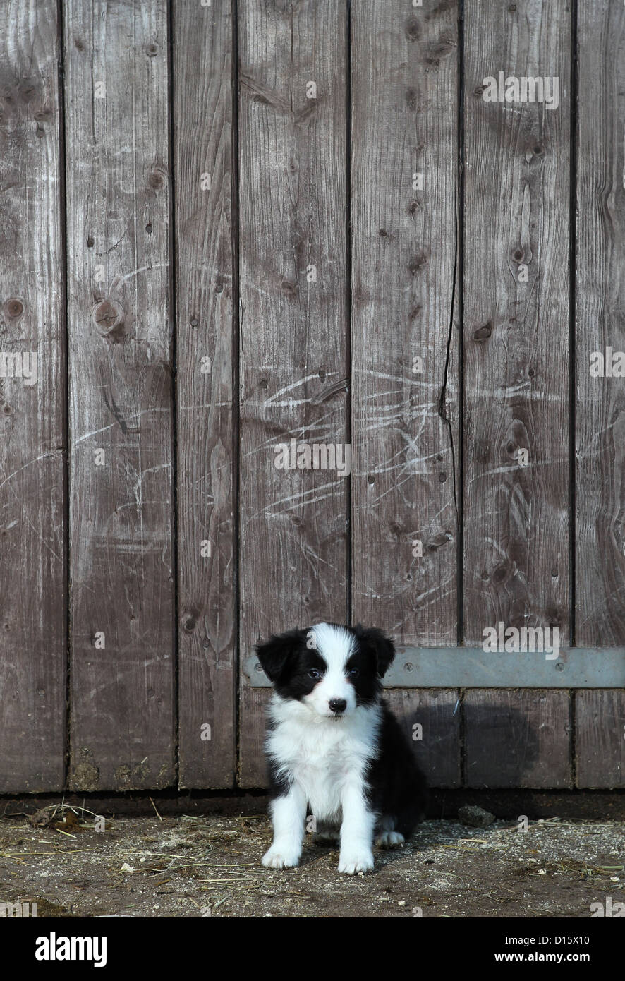Border Collie Welpen Hund. Stockfoto
