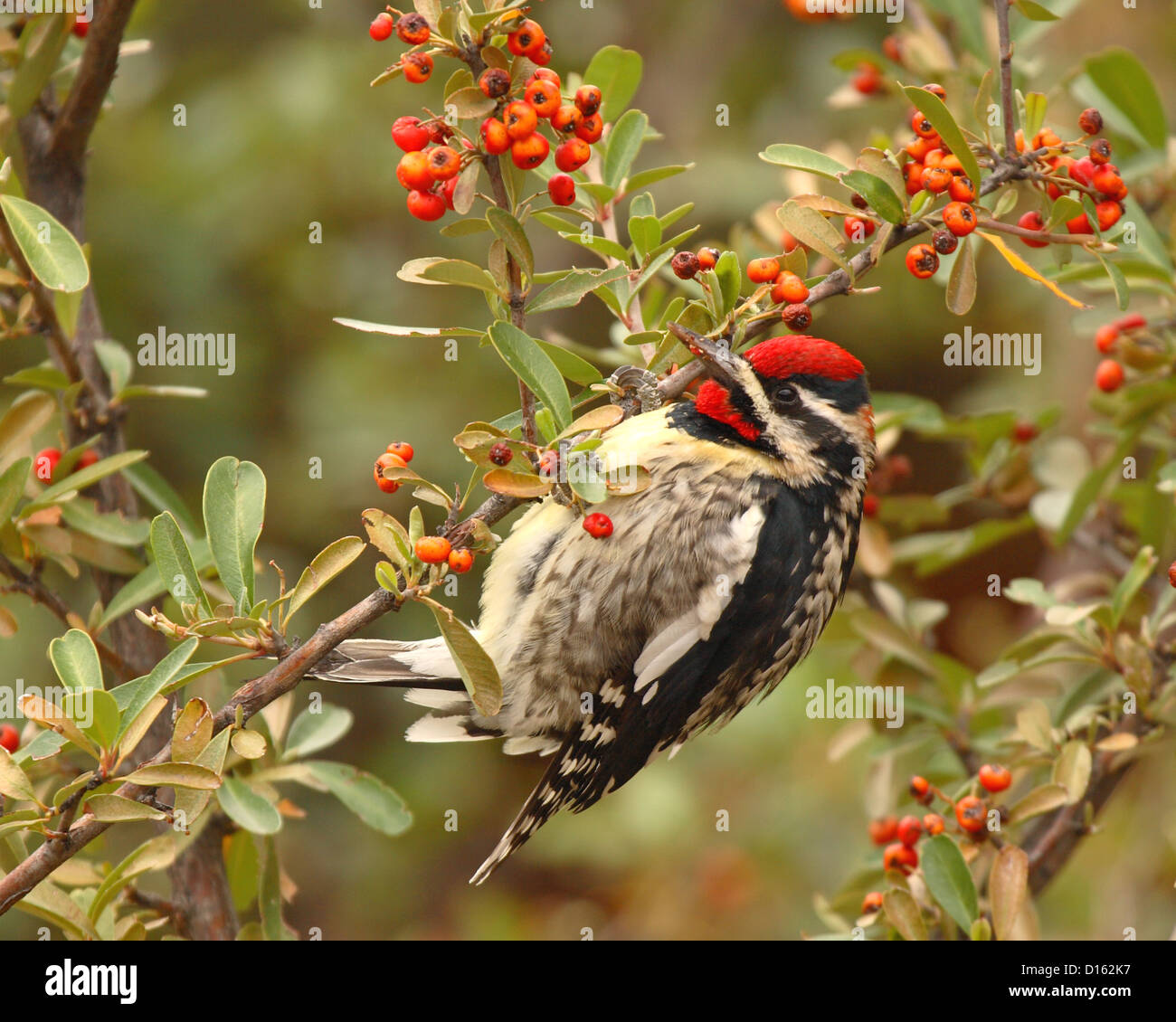 Ein rot-Himalaja-Sapsucker thront in einem Berry Patch. Stockfoto