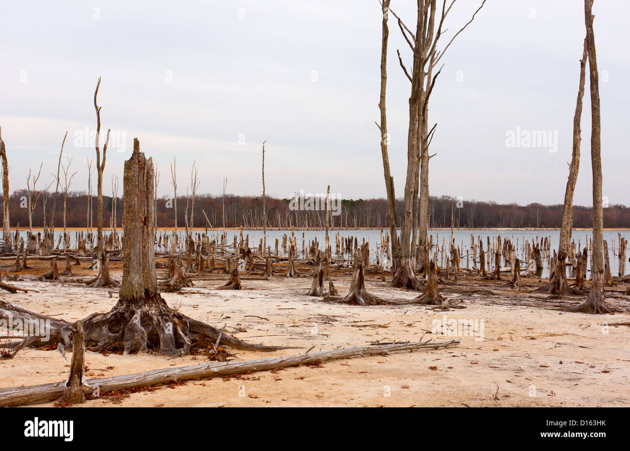 Tote Bäume im Wald rund um einen See mit niedrigem Wasserstand Stockfoto