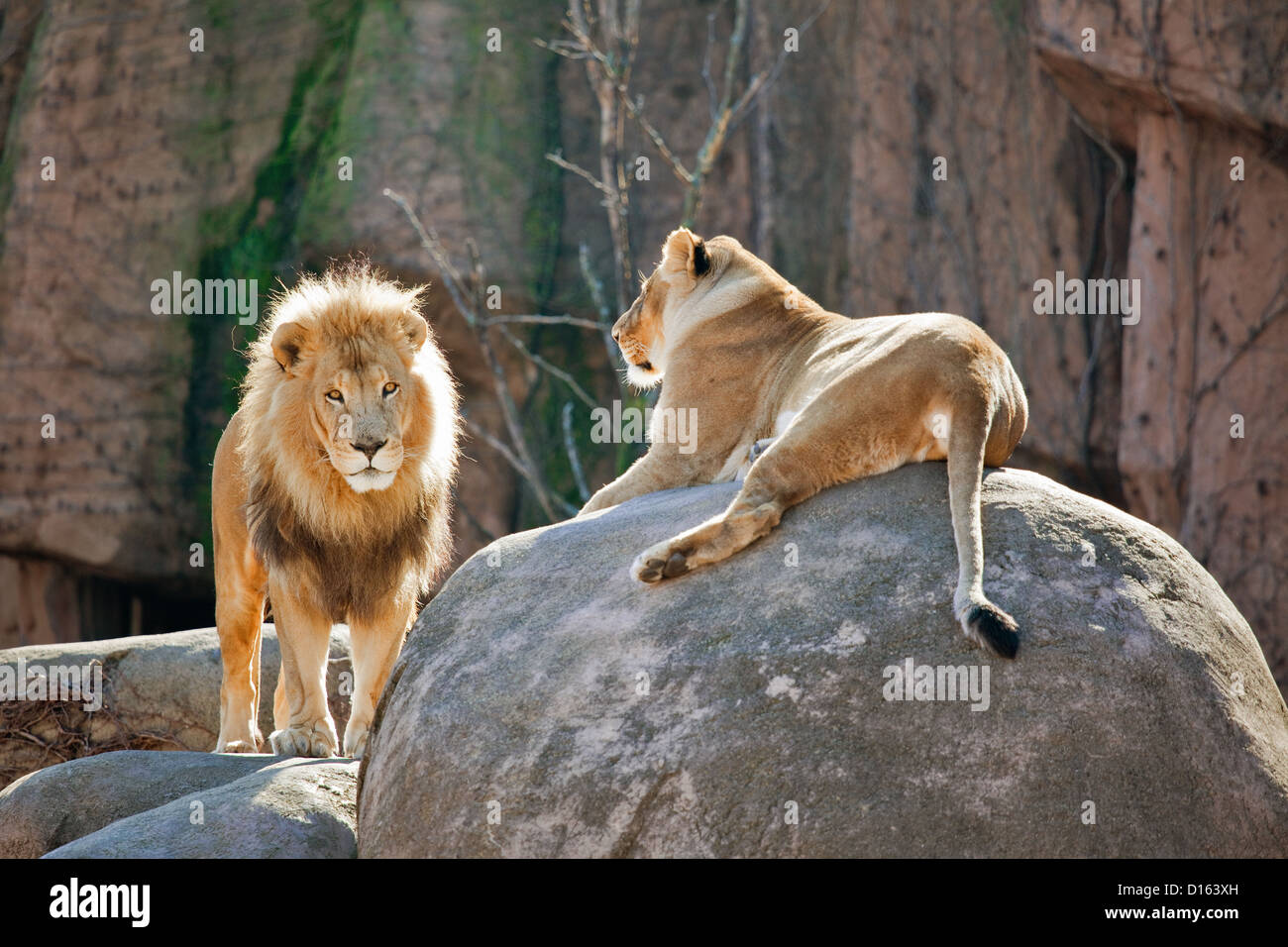 Löwen in Gefangenschaft, Chicago Zoo Stockfoto