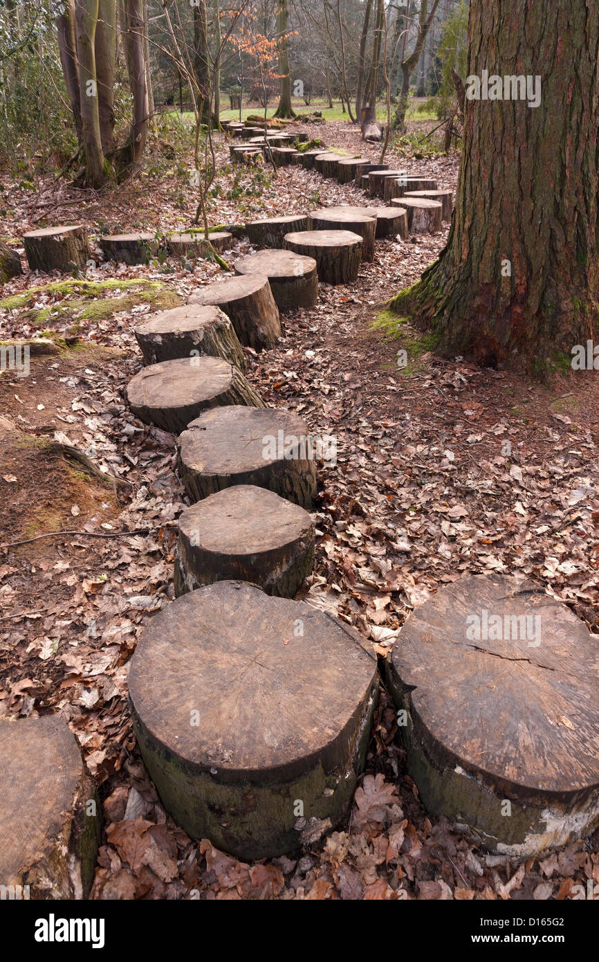 Schneiden Sie Log stepping Stein Weg durch Wald Wald, Westonbirt Arboretum, Gloucestershire, UK Stockfoto