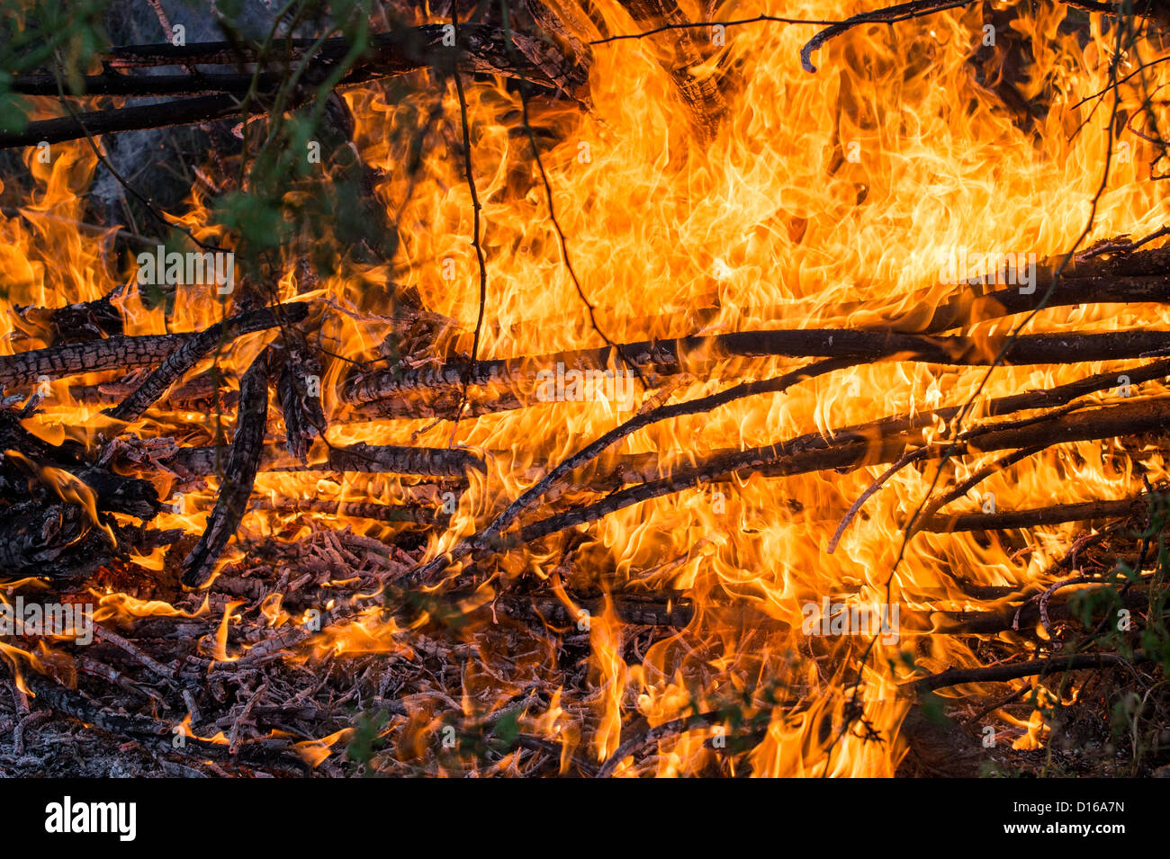 Bush Feuer Flammen in der indischen Landschaft Stockfoto