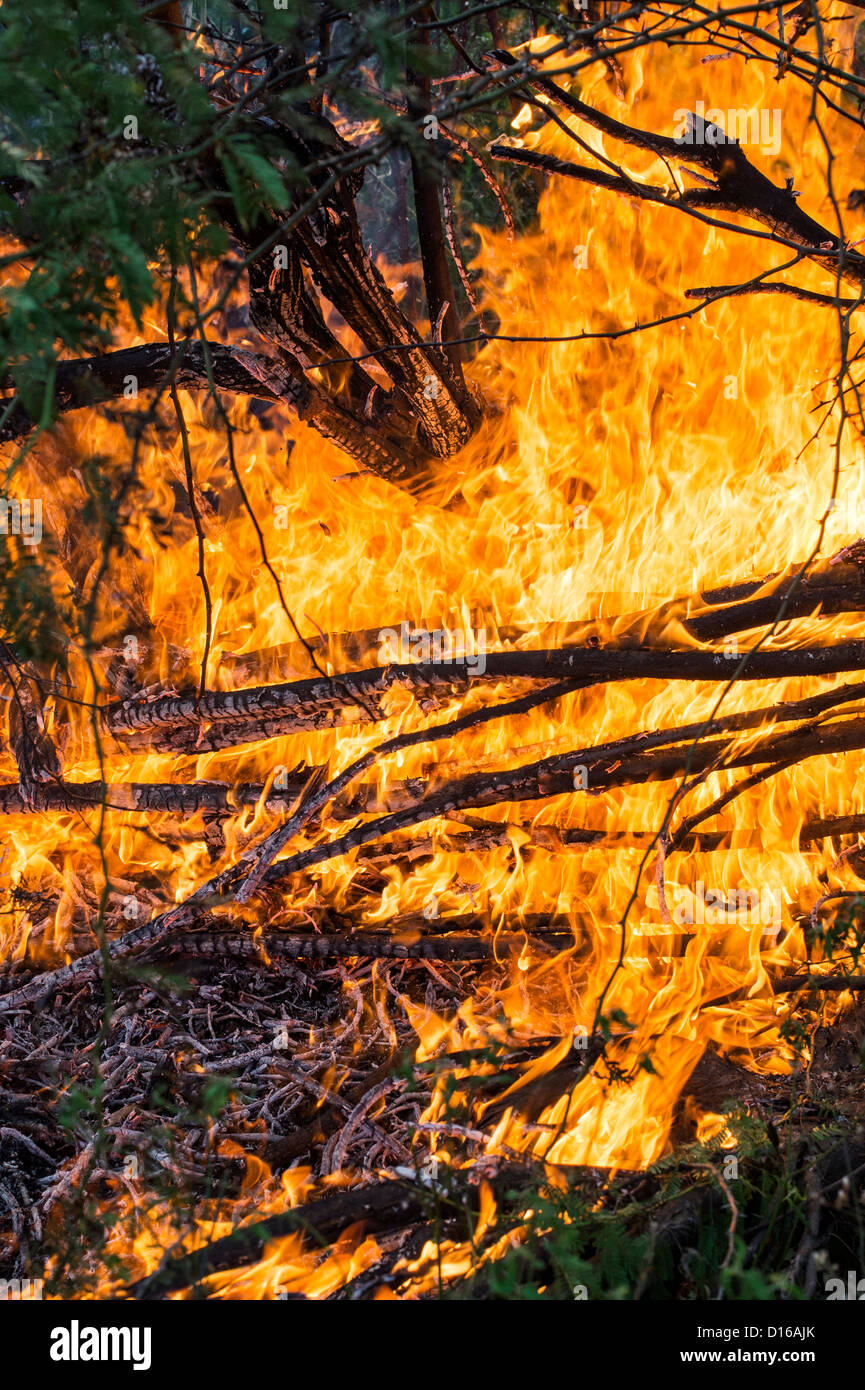 Bush Feuer Flammen in der indischen Landschaft Stockfoto