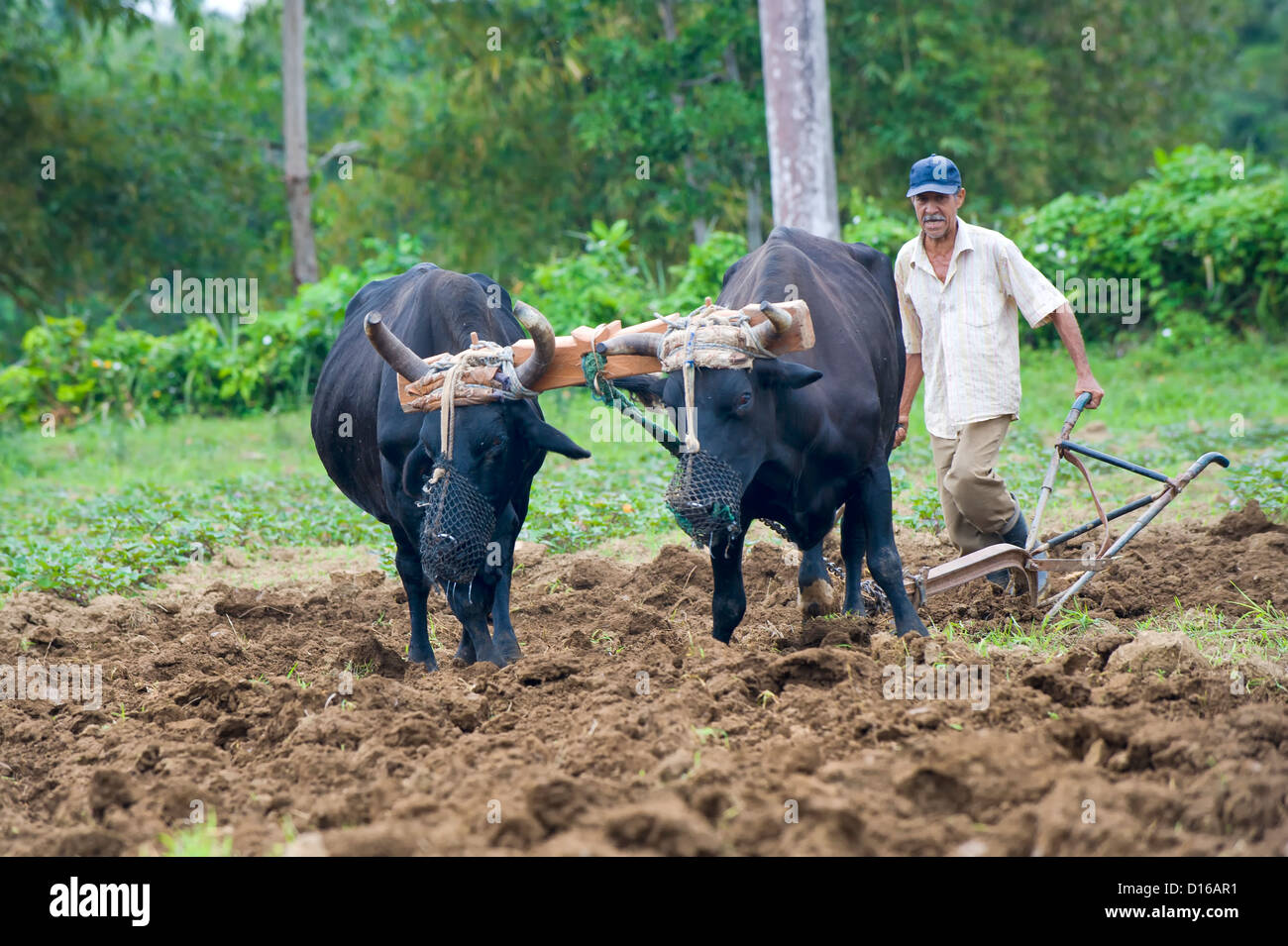Landwirt pflügen den Boden mit zwei Ochsen, Kuba Stockfoto