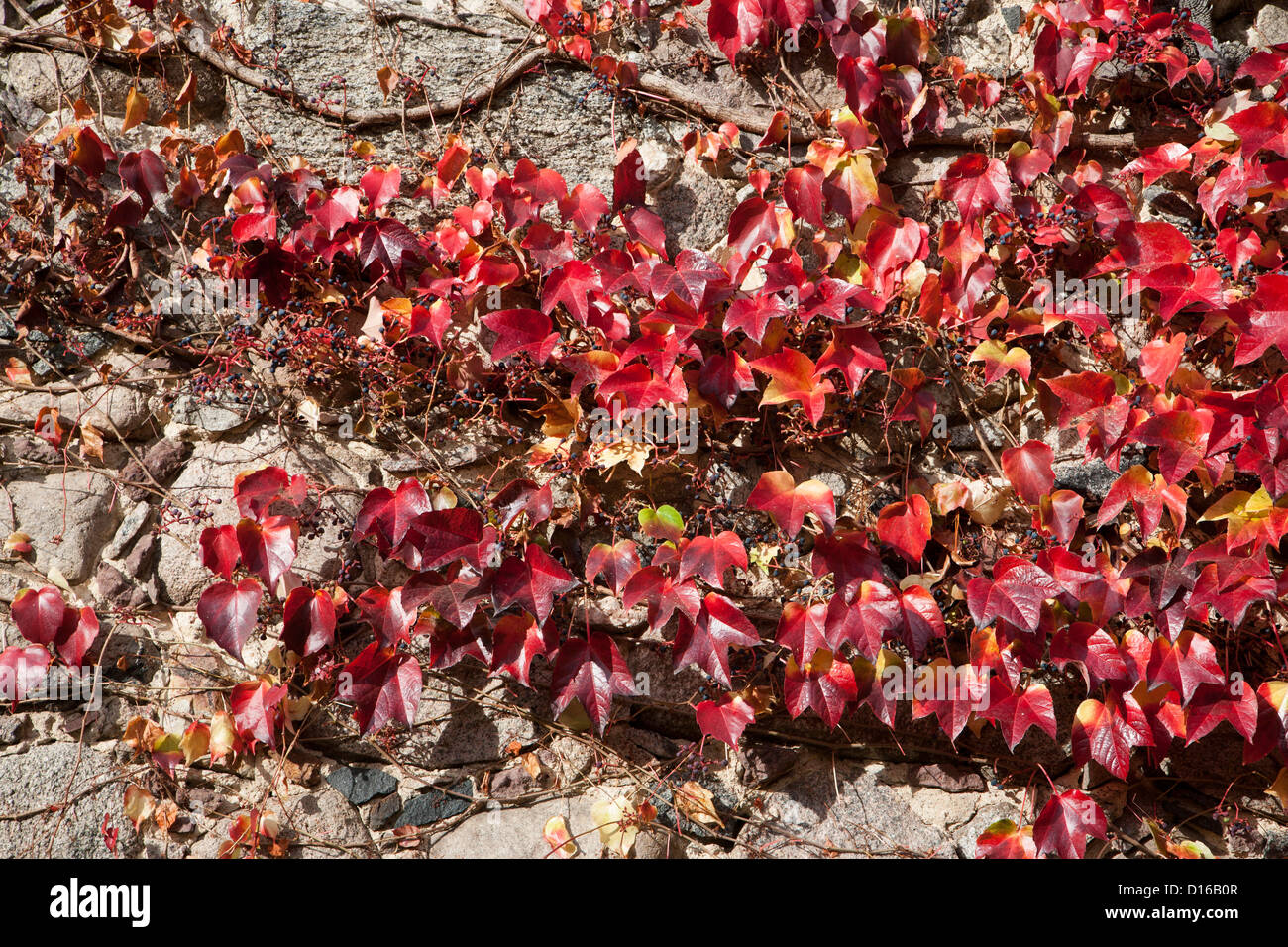 Japanische Schlingpflanze, Parthenocissus Tricuspidata, Feldberger Seenlandschaft, Mecklenburg-Vorpommern, Deutschland Stockfoto