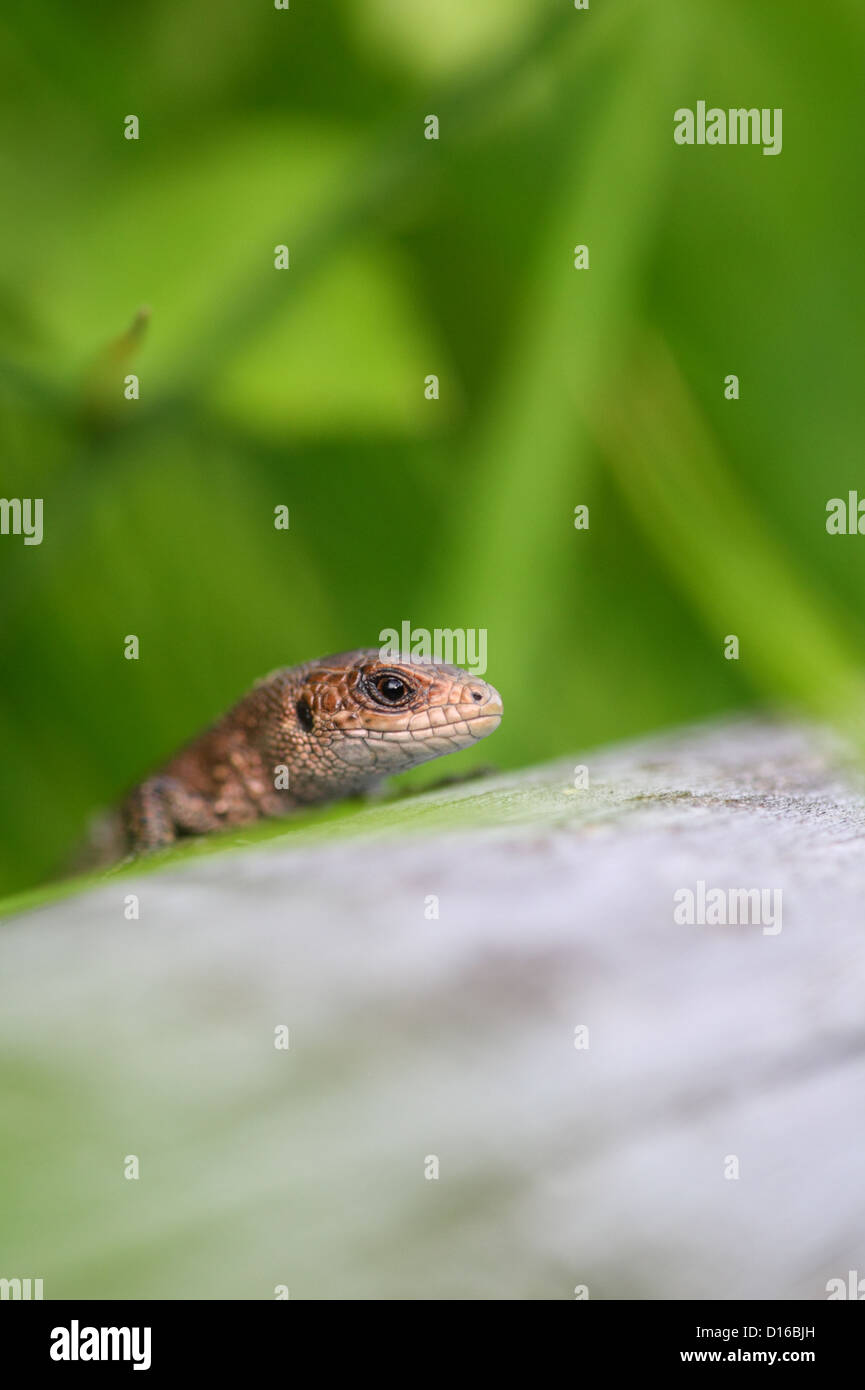 Europäischen gemeinen Eidechse (Lacerta Vivipara, Zootoca Vivipara), Europa, Estland Stockfoto