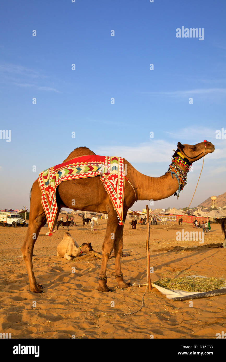 Ein Kamel auf die jährliche Pushkar fair in Rajasthan, Indien Stockfoto