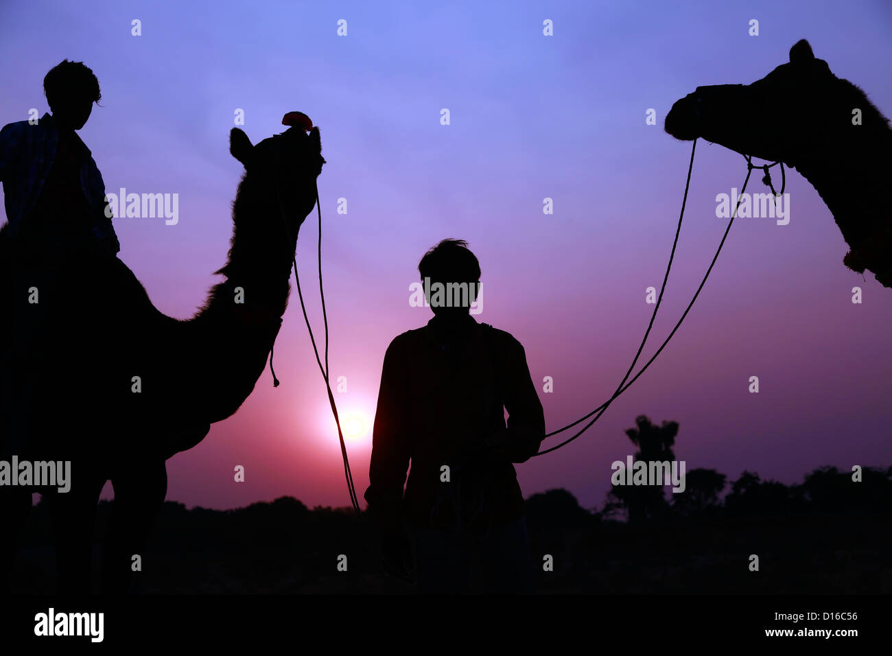 Sonnenuntergang, Sonnenaufgang, Kamel-Safari, Pushkar Fair, Kamel, Wüste, Tiere, Menschen, Landschaft, Camel, Camel fair, Schönheit in der Natur, Gelassene Person Stockfoto