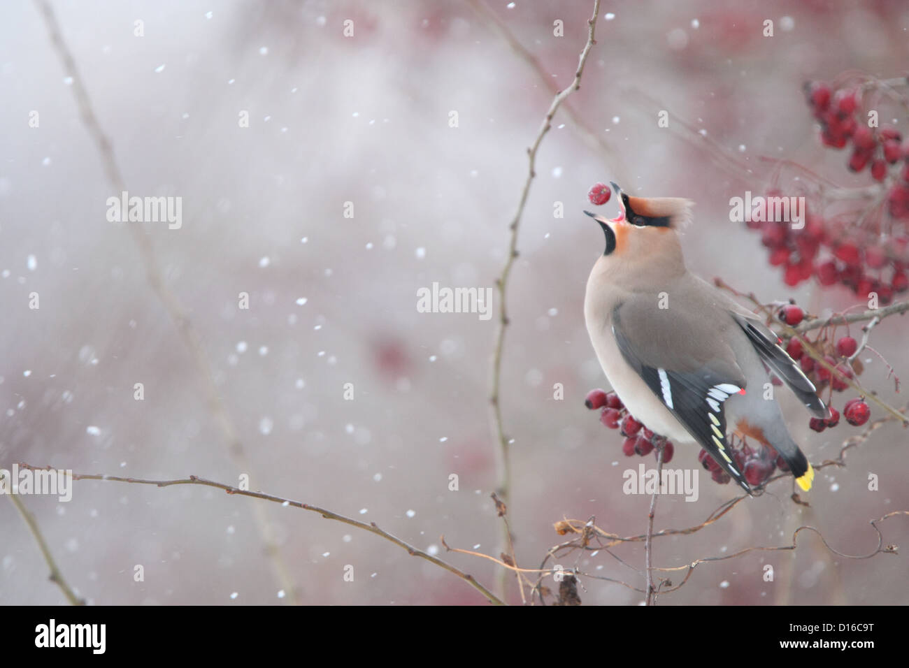 Seidenschwanz (Bombycilla Garrulus) im Winter. Europa Stockfoto