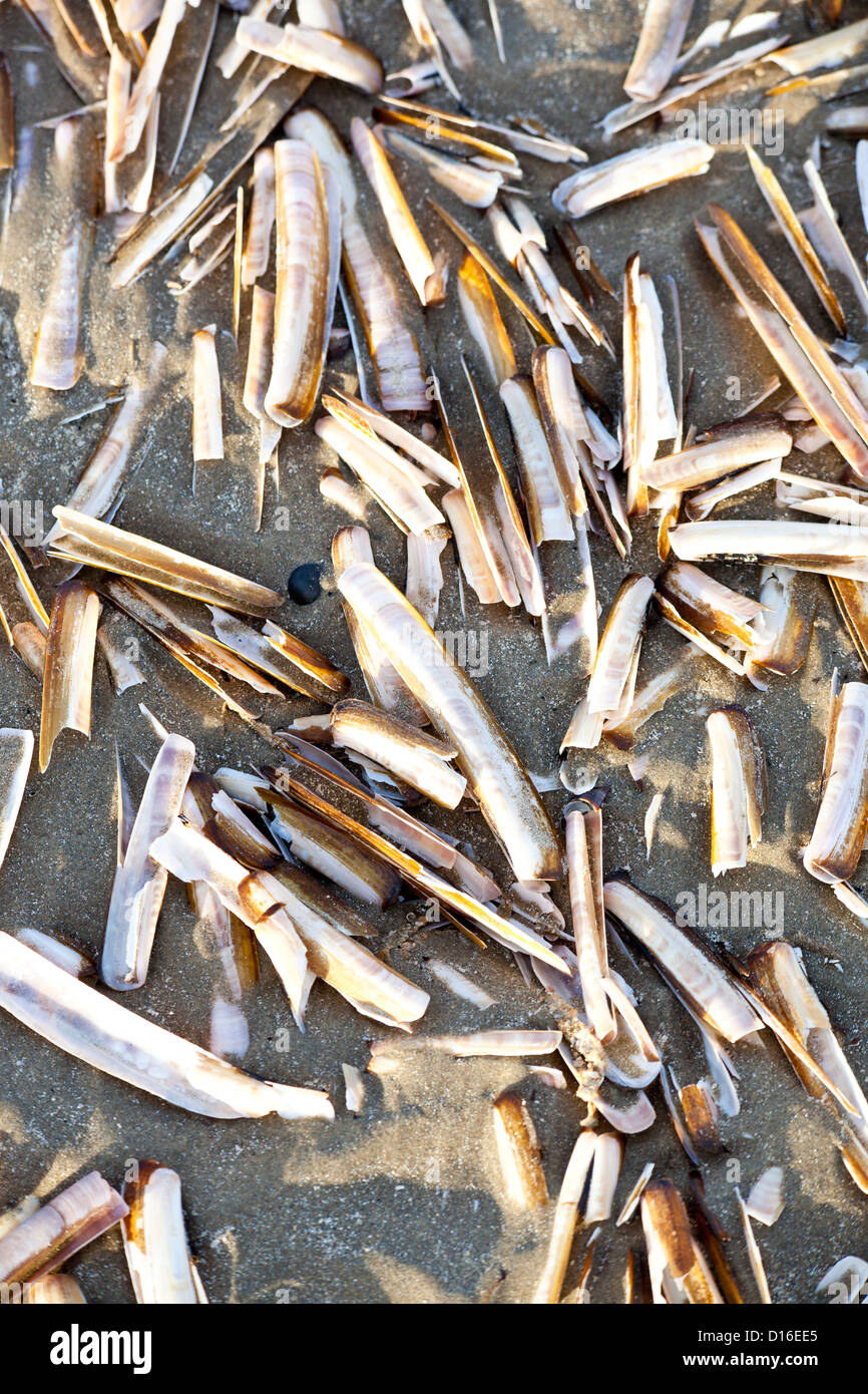 Einige Rasierer Muschelschalen am holländischen Strand Stockfoto