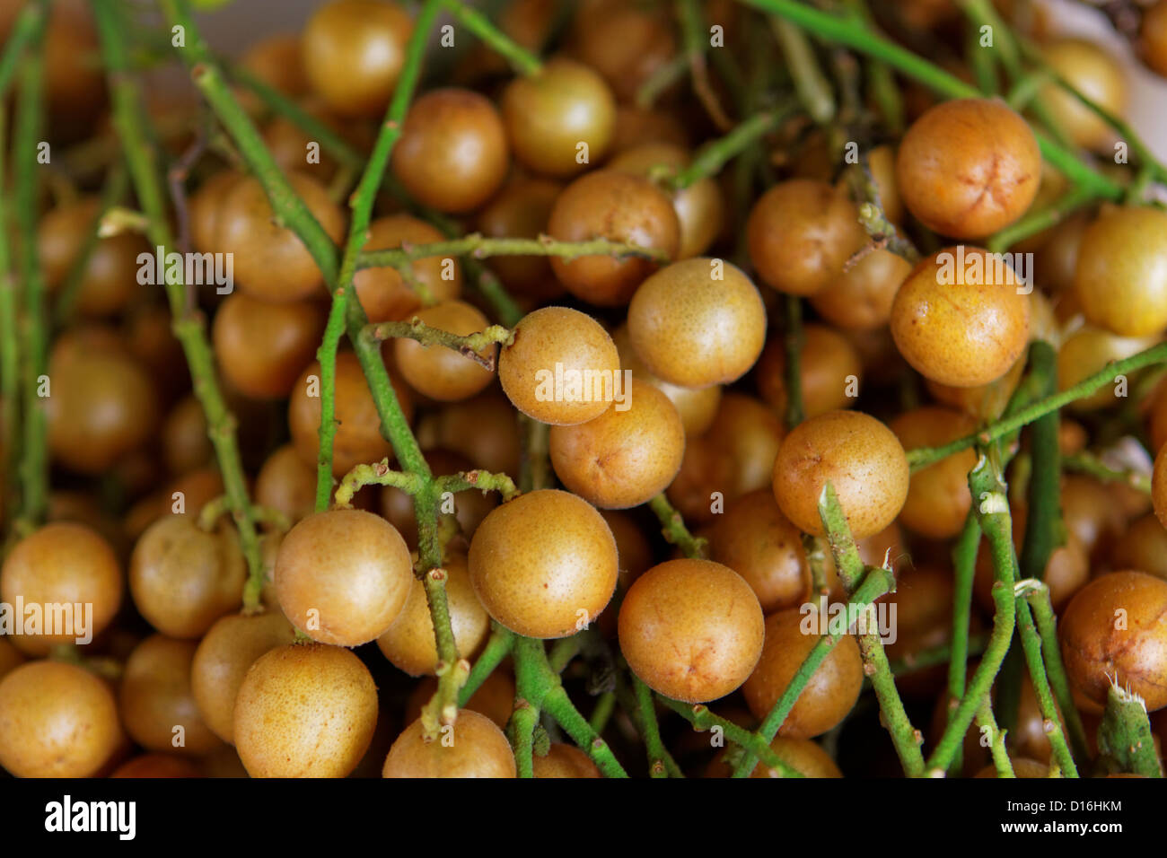 Longan am grünen Baum Stockfoto