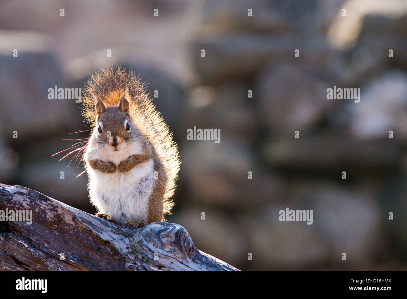 Östliche graue Eichhörnchen Hintergrundbeleuchtung Stockfoto