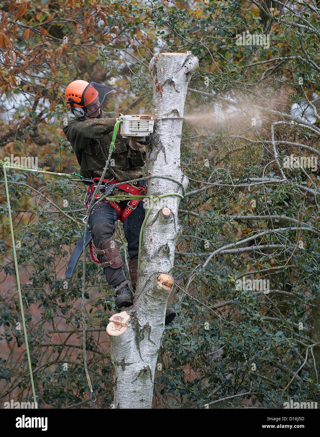 Silver Birch Tree wird von einem Mann mit einer Kettensäge-1 gefällt Stockfoto