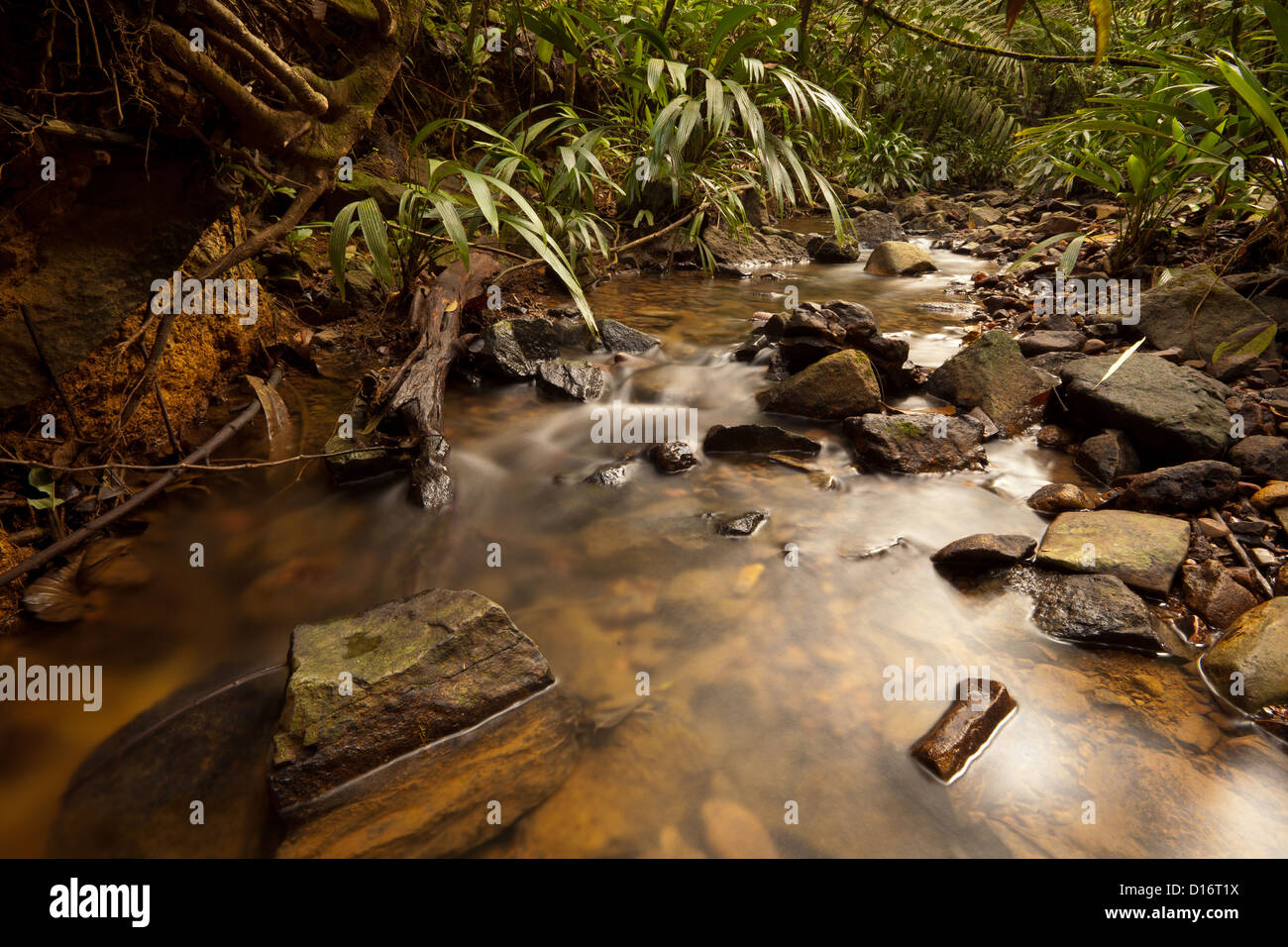 Kleinen Baches im Regenwald an Burbayar Naturschutzgebiet, Panama Provinz, Republik Panama. Stockfoto
