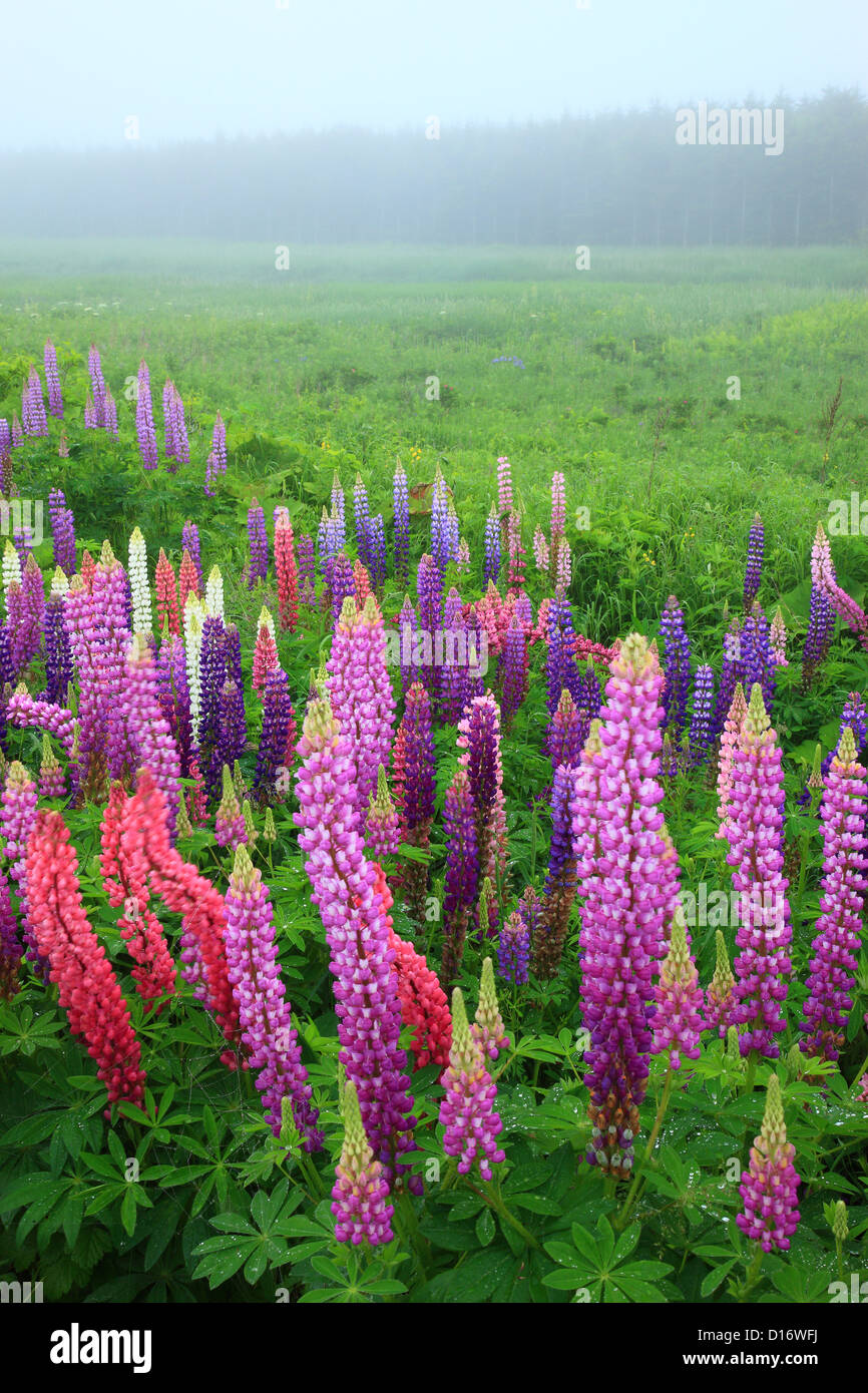 Lupinen Blumen und Wiesen im Hintergrund, Notsuke Halbinsel, Hokkaido Stockfoto