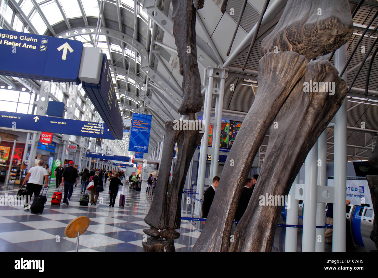 Chicago Illinois, O'Hare International Airport, ORD, Gate, montierte Dinosaurierknochen, Replik, Brachiosaurus, Besucher reisen Reise Tour Tourismus lan Stockfoto