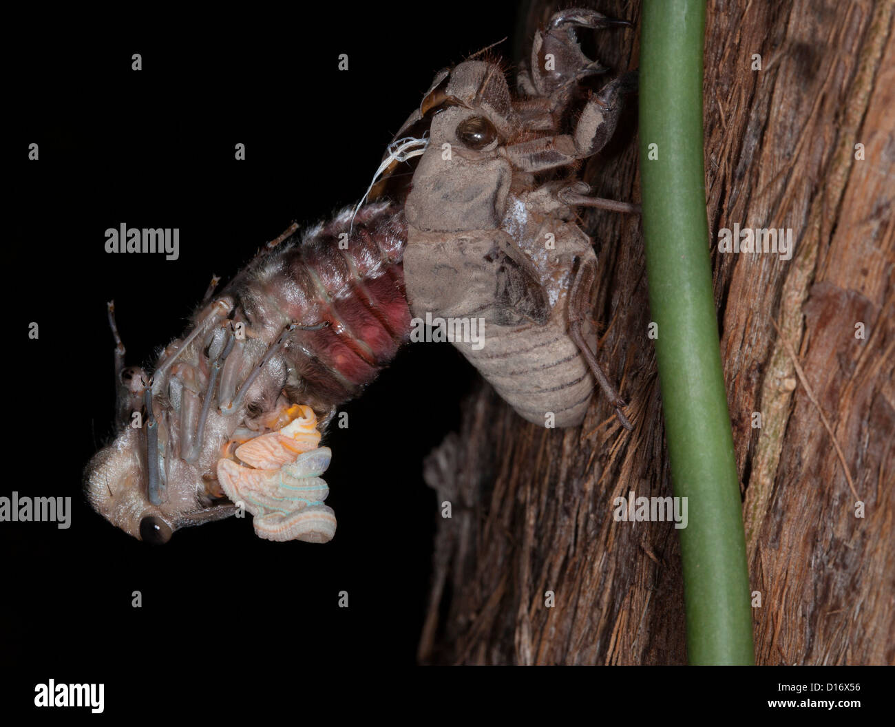 Australische Cicada - Thopa Saccata - entstehende seine Käferpanzer am Stamm eines Baumes Kaugummi während der Metamorphose Stockfoto