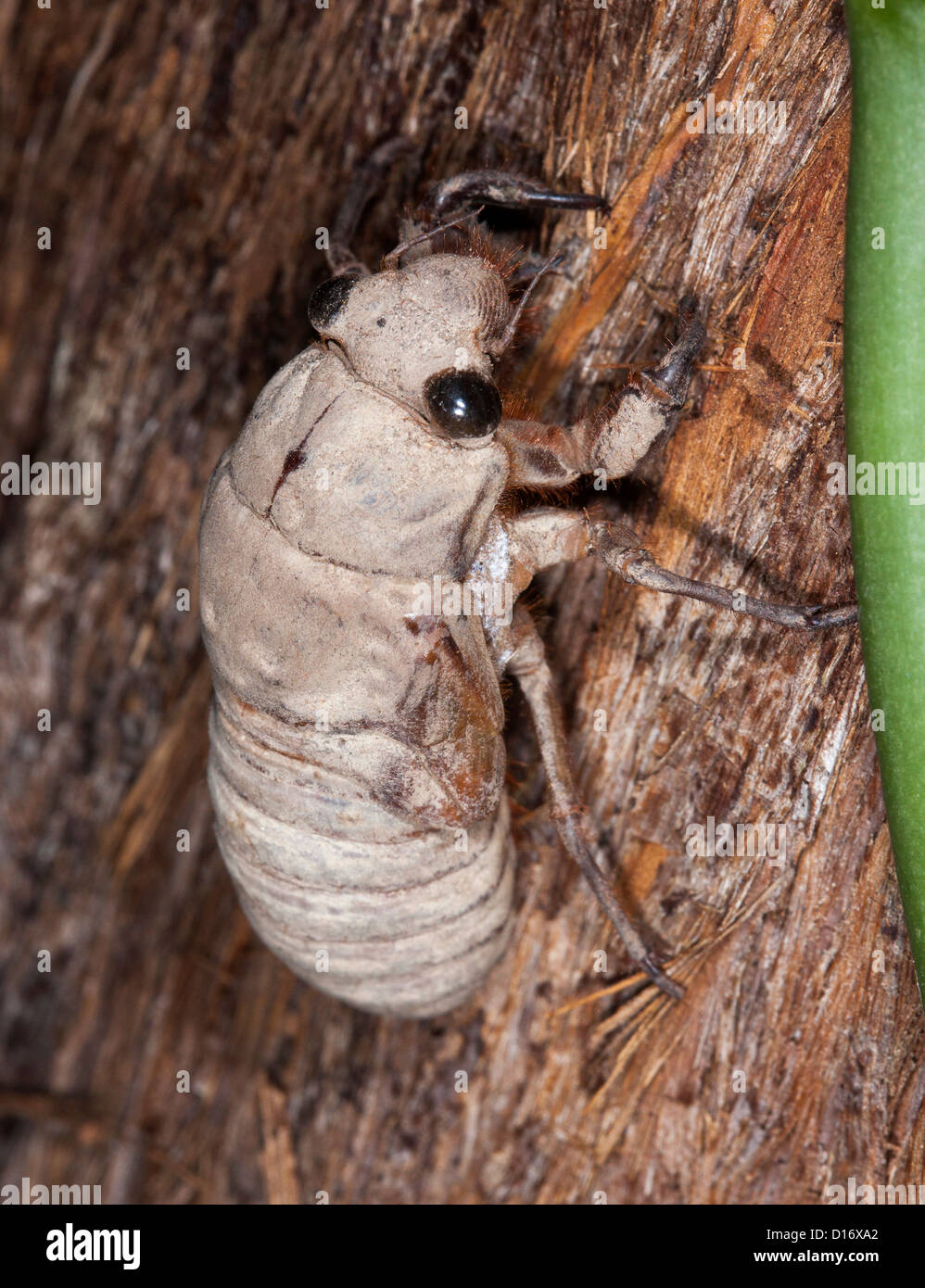 Australische Cicada - Thopa Saccata - Käfer auf dem Stamm eines Baumes zu beginnen den Prozess der Metamorphose in geflügelte Insekt Stockfoto