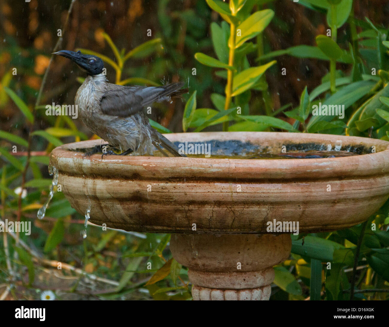 Australische Vogel - laut Friarbird - Philemon Corniculatus - im Garten Vogelbad an einem Sommertag Stockfoto