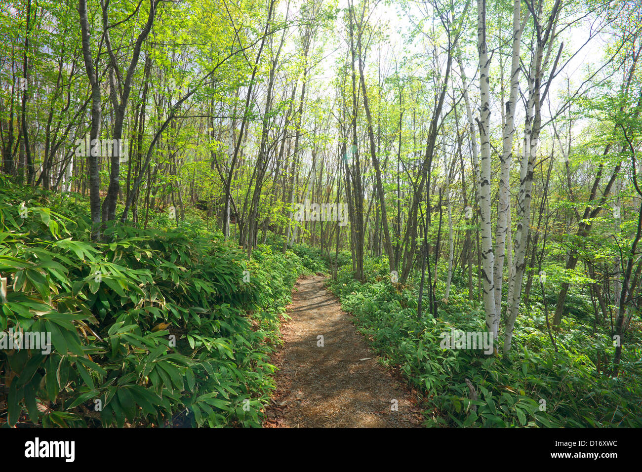 Forststraße in Norikura Plateau, Präfektur Nagano Stockfoto