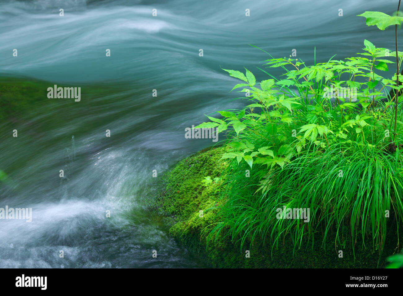 Oirase Gebirgsbach und grüne Blätter, Präfektur Aomori Stockfoto