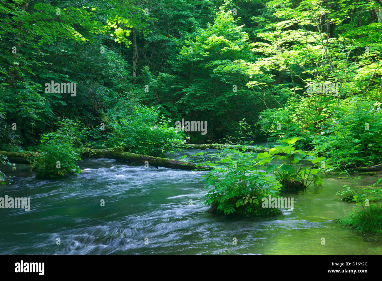 Oirase Gebirgsbach und grüne Blätter, Präfektur Aomori Stockfoto