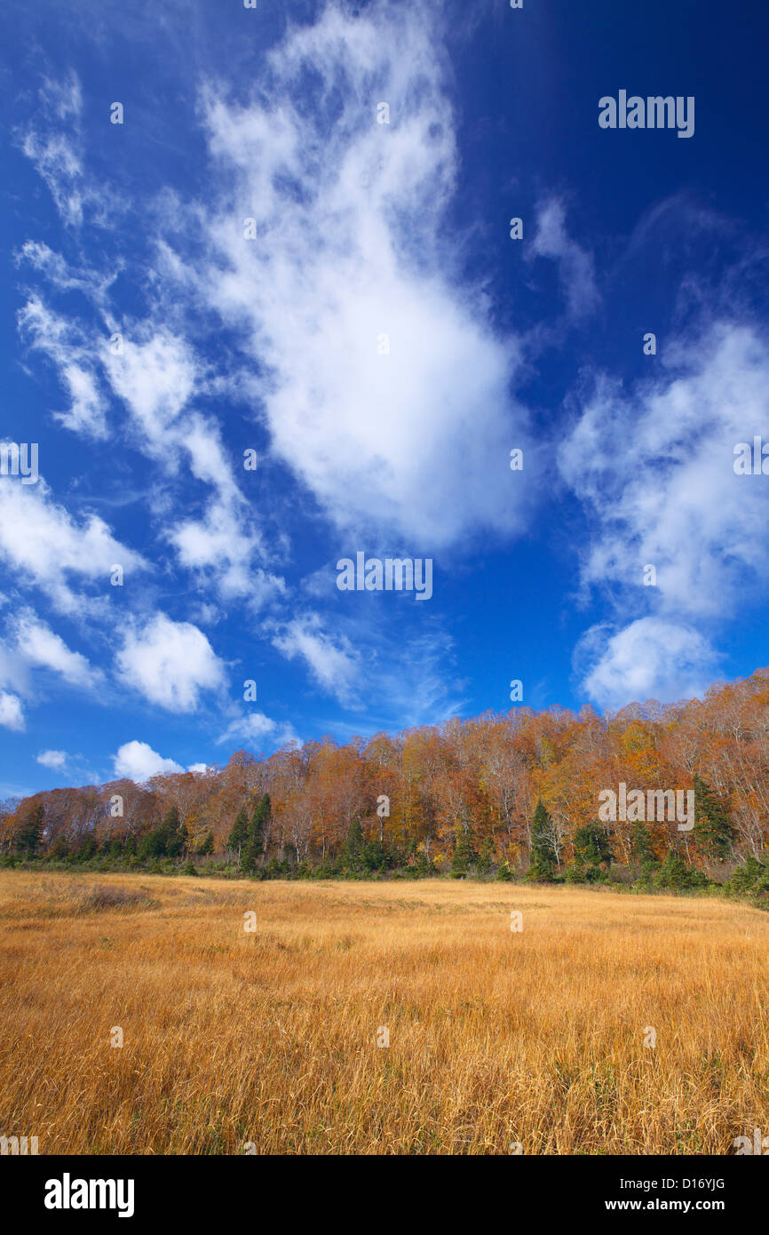 Bäume, Herbstblätter und blauer Himmel mit Wolken in Hachimantai, Präfektur Akita Stockfoto