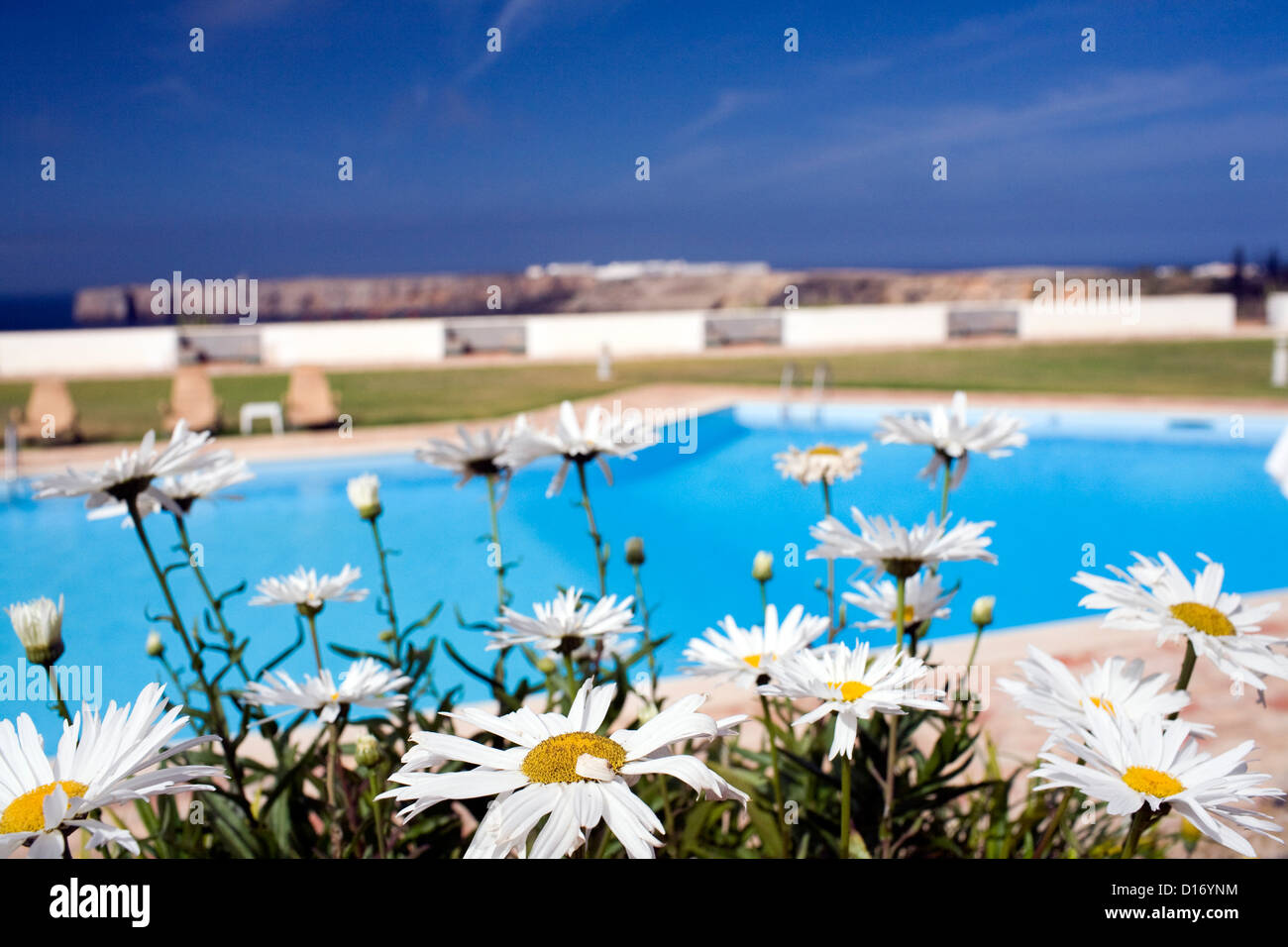 Sagres, Portugal, Gänseblümchen vor ein Schwimmbad Stockfoto
