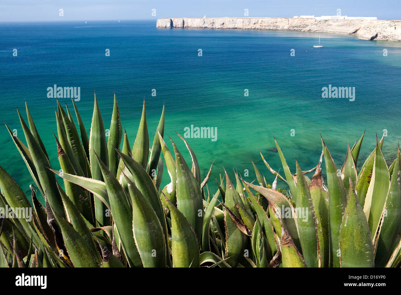 Sagres, Portugal, Aloevera an der Küste des Atlantischen Ozeans Stockfoto