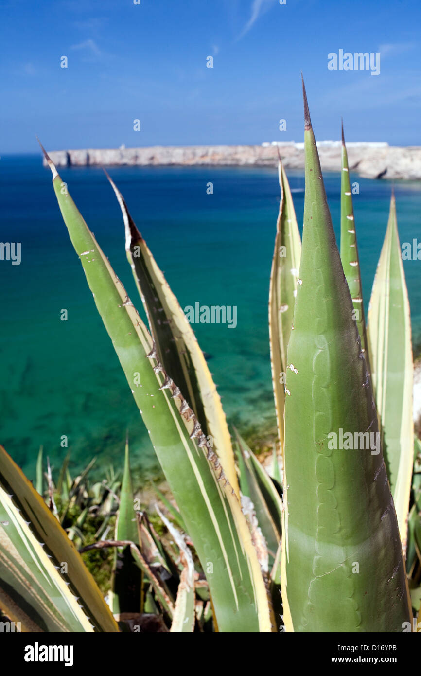Sagres, Portugal, Aloevera an der Küste des Atlantischen Ozeans Stockfoto