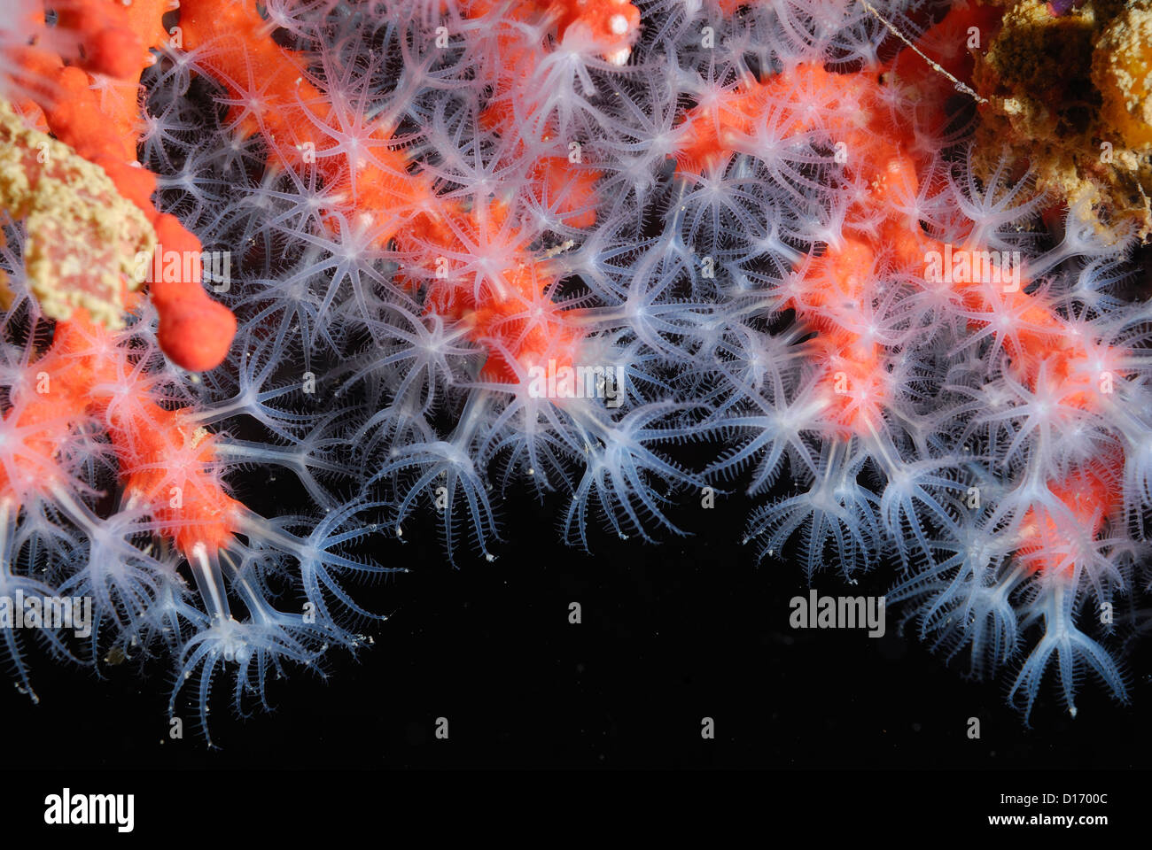 Rote Korallen Corallium Rubrum, Celentarata, Hautverletzungen, S. Marinella, Rom, Italien, Mittelmeer Stockfoto