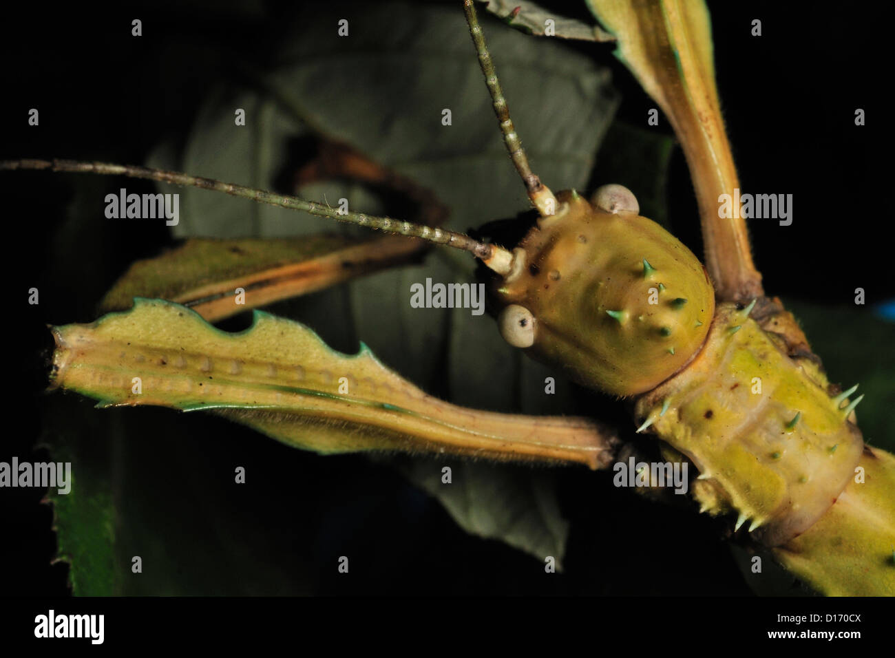 Macleay Gespenst Stabheuschrecke Extatosoma Tiaratum, Phasmatidae, Australien Stockfoto