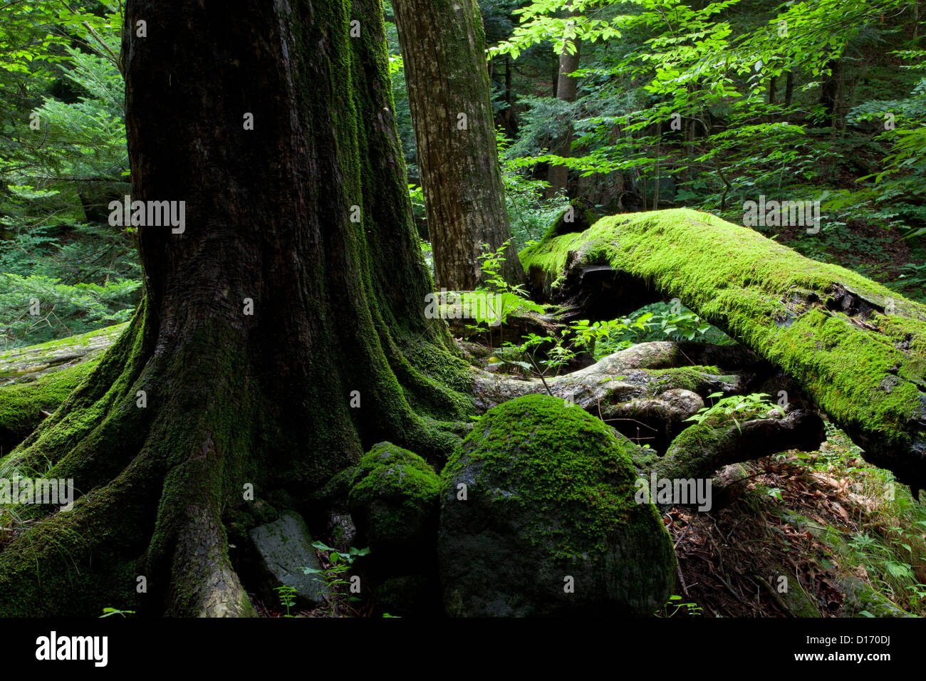 Großer Baum und Moos im Shojinzawa-Plateau, Präfektur Tochigi Stockfoto