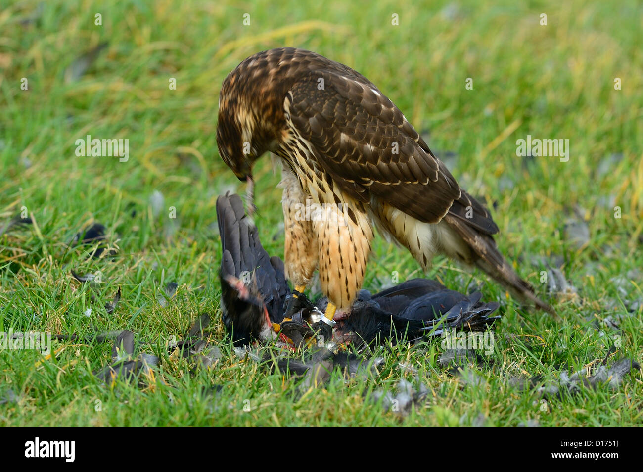 Habicht, nördlichen Habicht (Accipiter Gentilis) Rothabicht • Baden-Württemberg, Deutschland Stockfoto