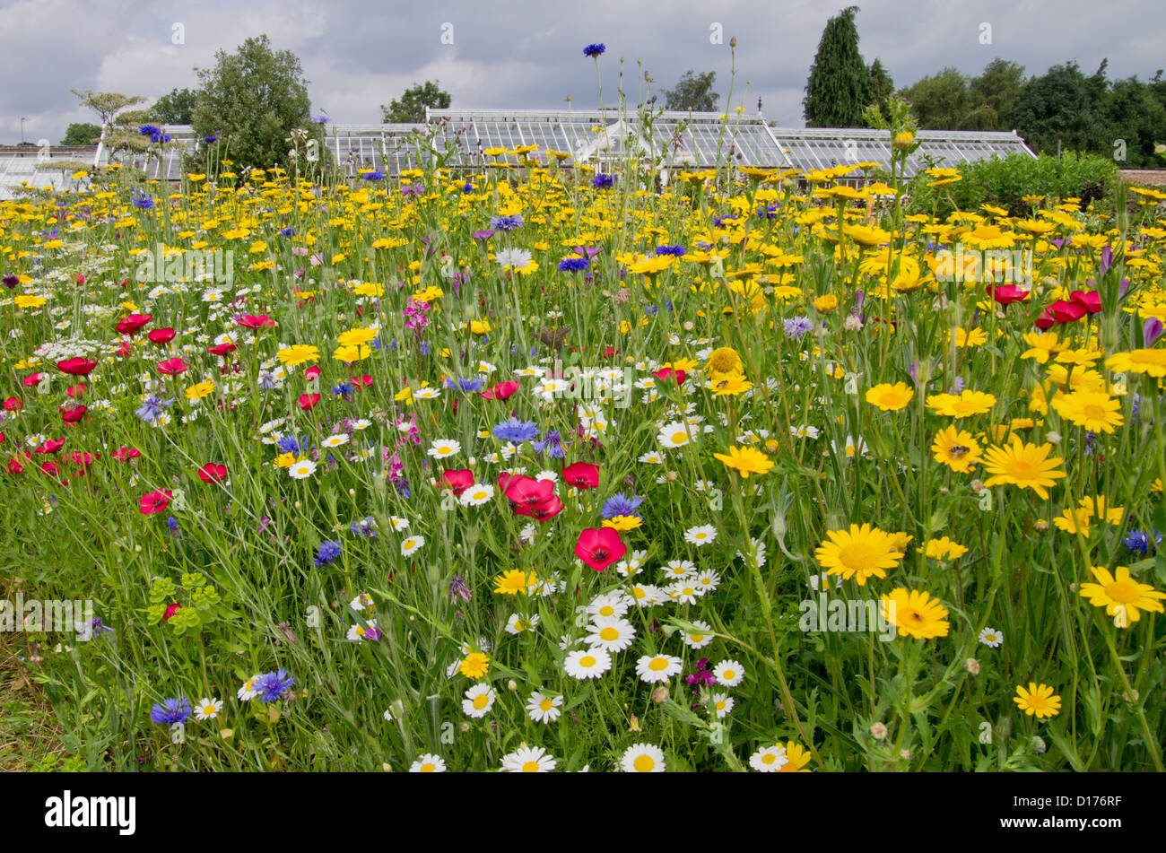 Garten kornblume Fotos und Bildmaterial in hoher Auflösung Alamy