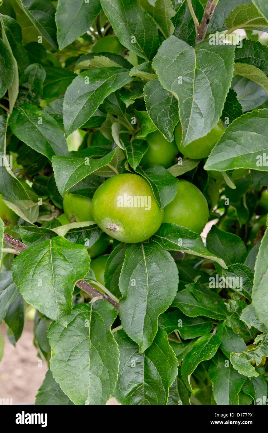 Apfelgrün-Balsam im Helmsley ummauerten Garten Stockfoto