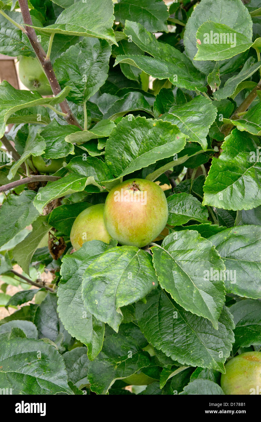 Apple Nancy Jackson im Helmsley ummauerten Garten Stockfoto