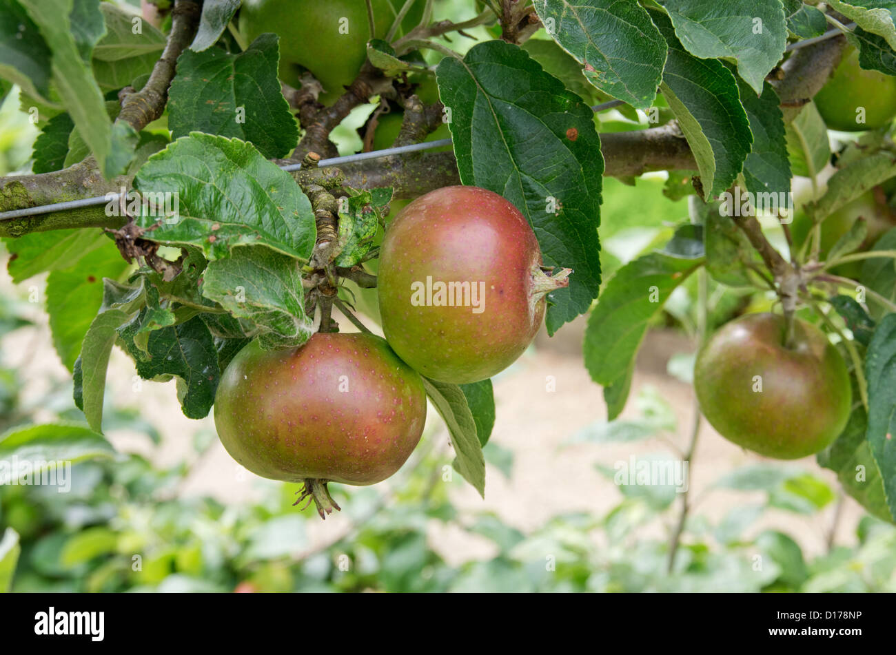 Apple Devonshire Quarrenden im Helmsley ummauerten Garten Stockfoto