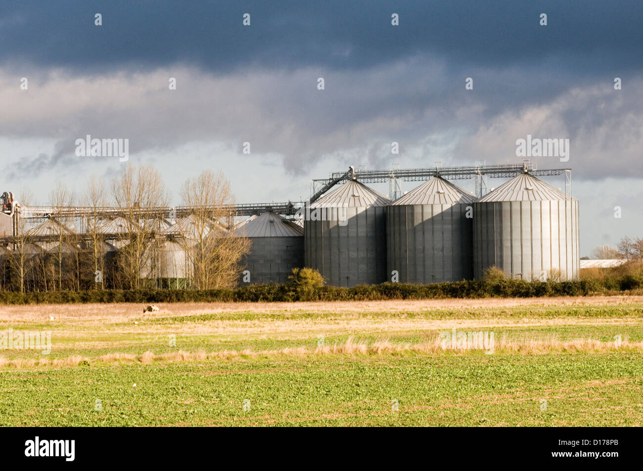 Getreidesilo silos Grainsilo Grainsilos Lagerung Weizen Gerste Bauernhof Landwirtschaft Rohstoffpreise Trocknen Trockner Stockfoto