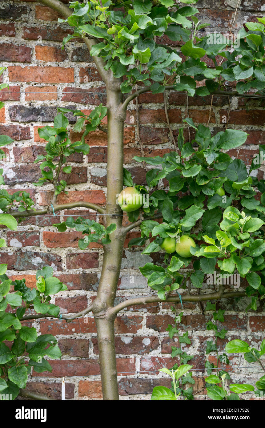 Apple Howgate Wunder im Helmsley ummauerten Garten Stockfoto