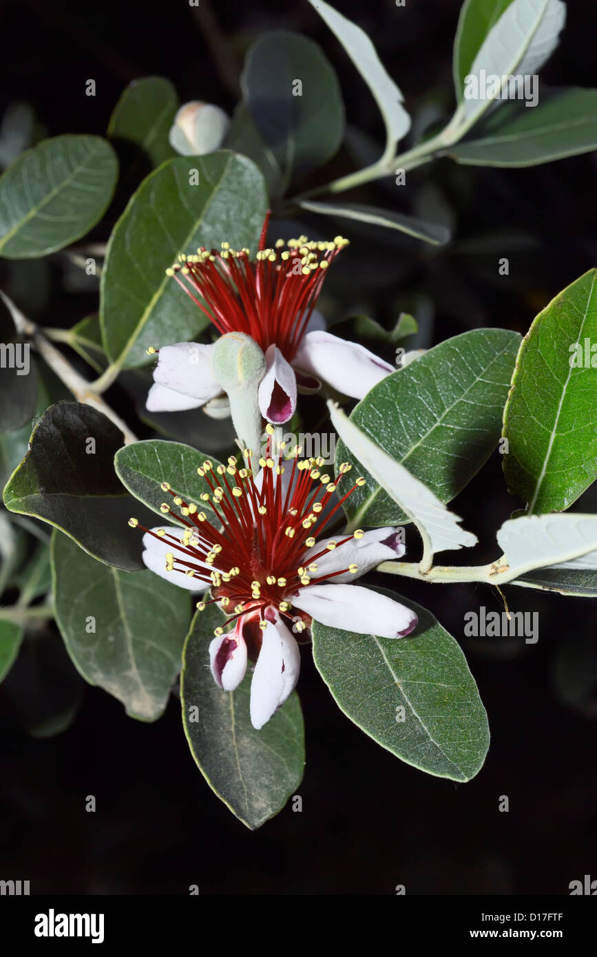 Italien, Latium, Landschaft, Ananas Guave Blumen (Feijoa) Stockfoto