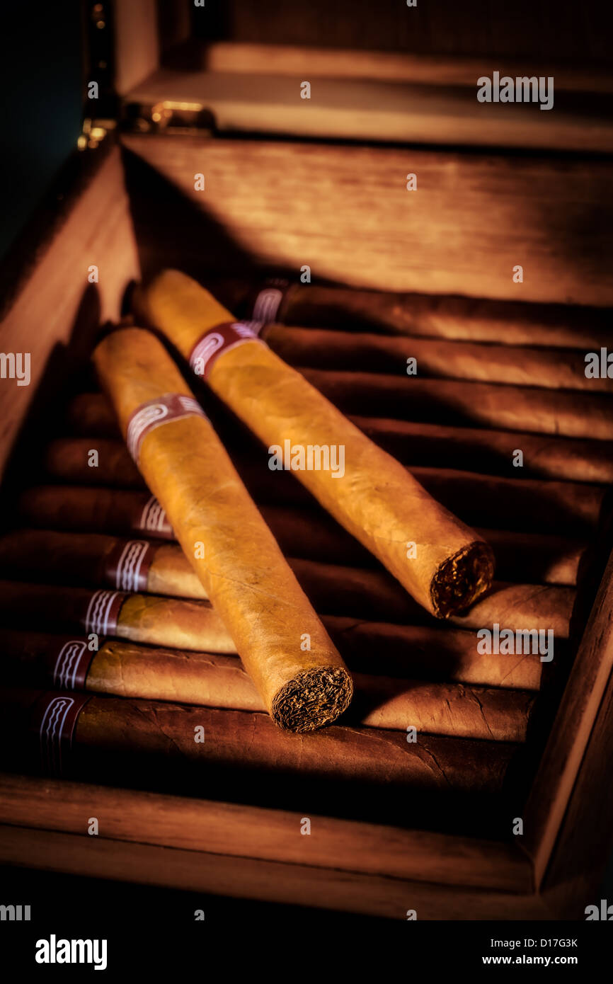 Nahaufnahme von Zigarren in offenen Humidor-box Stockfoto