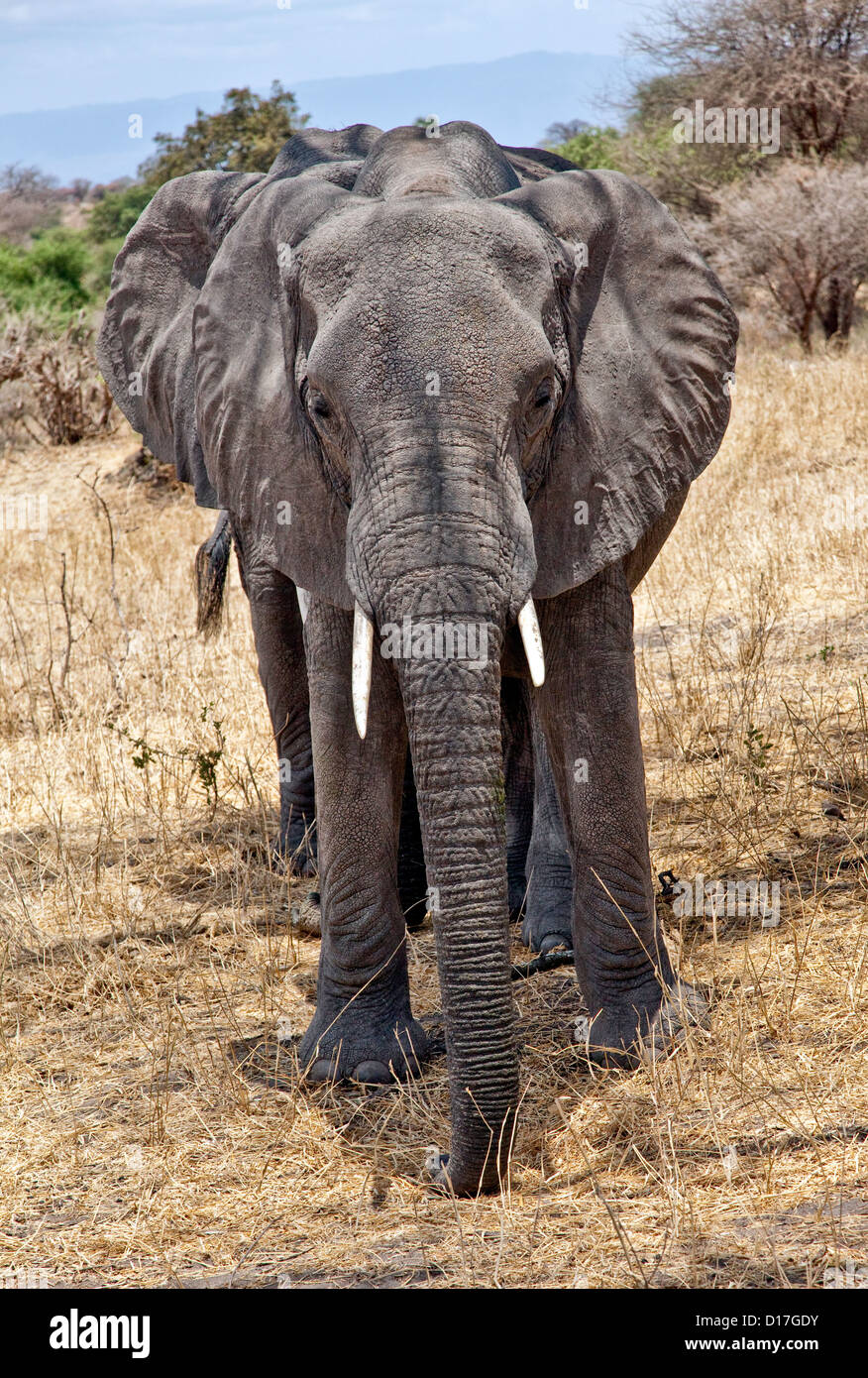 Ein afrikanischer Elefantenbulle (Loxodonta Africana)-Afrika; Tansania; Tarangire-Nationalpark; Wildpark Safari Stockfoto