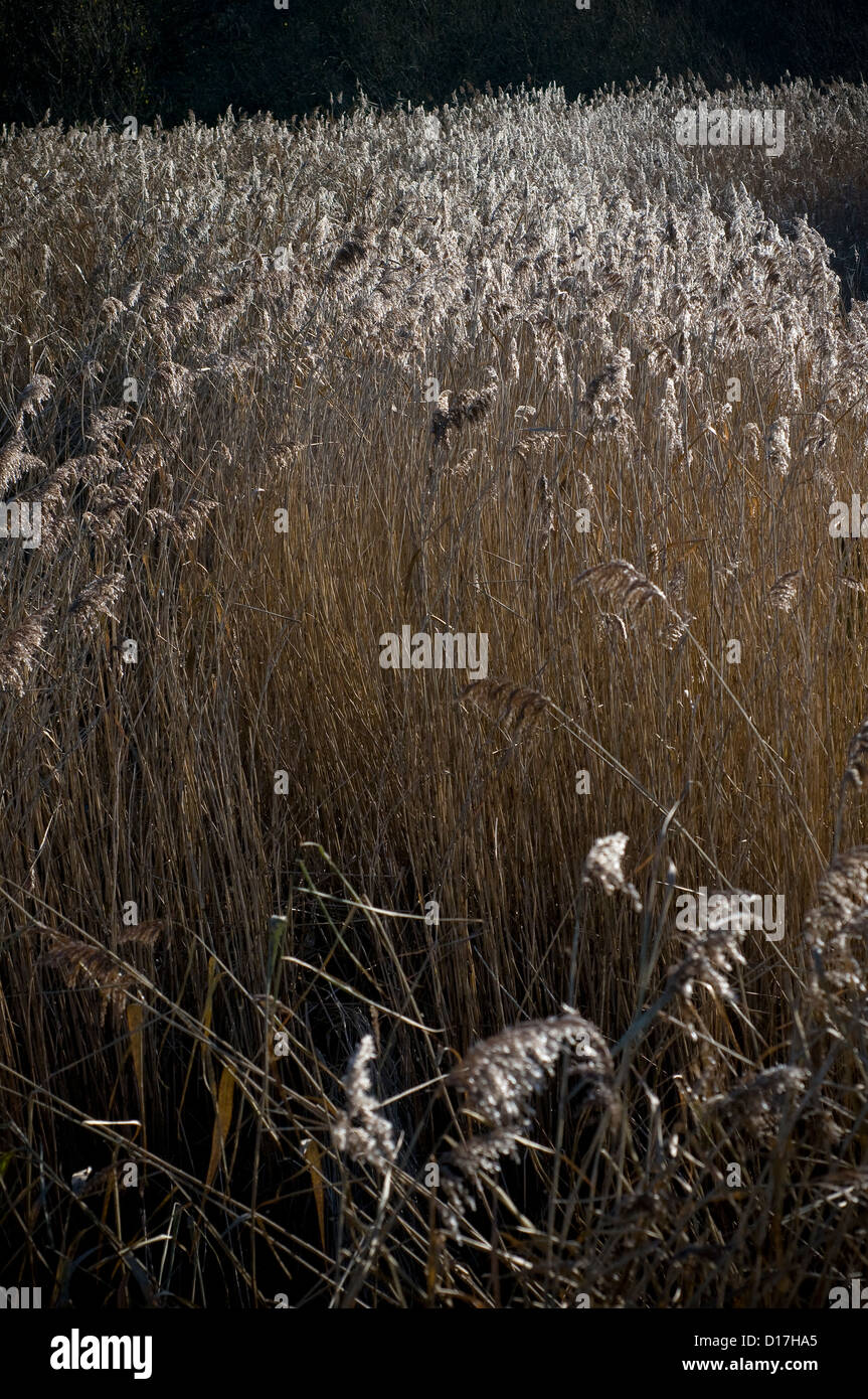 Cortaderia jubata -Fotos und -Bildmaterial in hoher Auflösung – Alamy