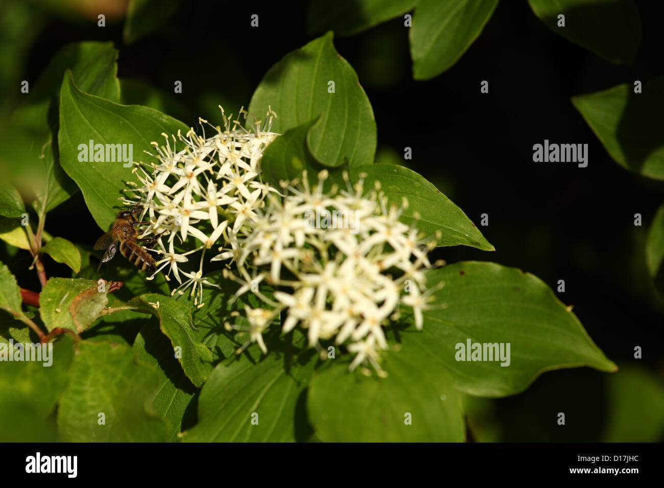 Westliche Honigbiene (Apis Mellifera) sammeln Nektar auf gemeinsame Hartriegel (Swida sanguineaund), Standort männlichen Karpaty, Slowakei. Stockfoto
