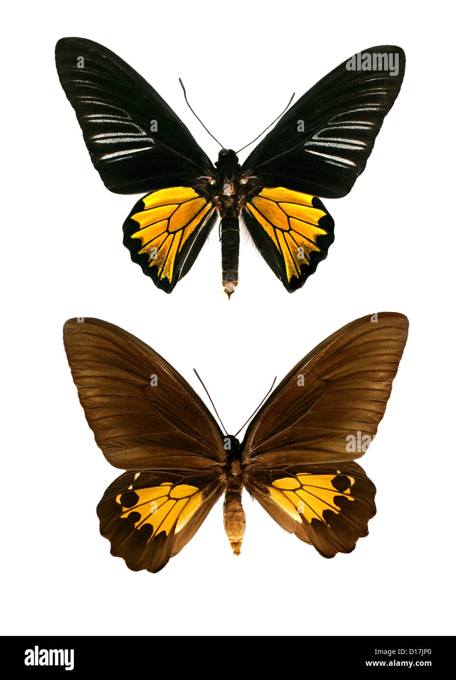 Gemeinsamen Birdwing Schmetterlinge, Troides Helena Cerberus, Papilionidae, Lepidoptera. Indien und Asien. Männliche (oben), weiblich (unten). Stockfoto